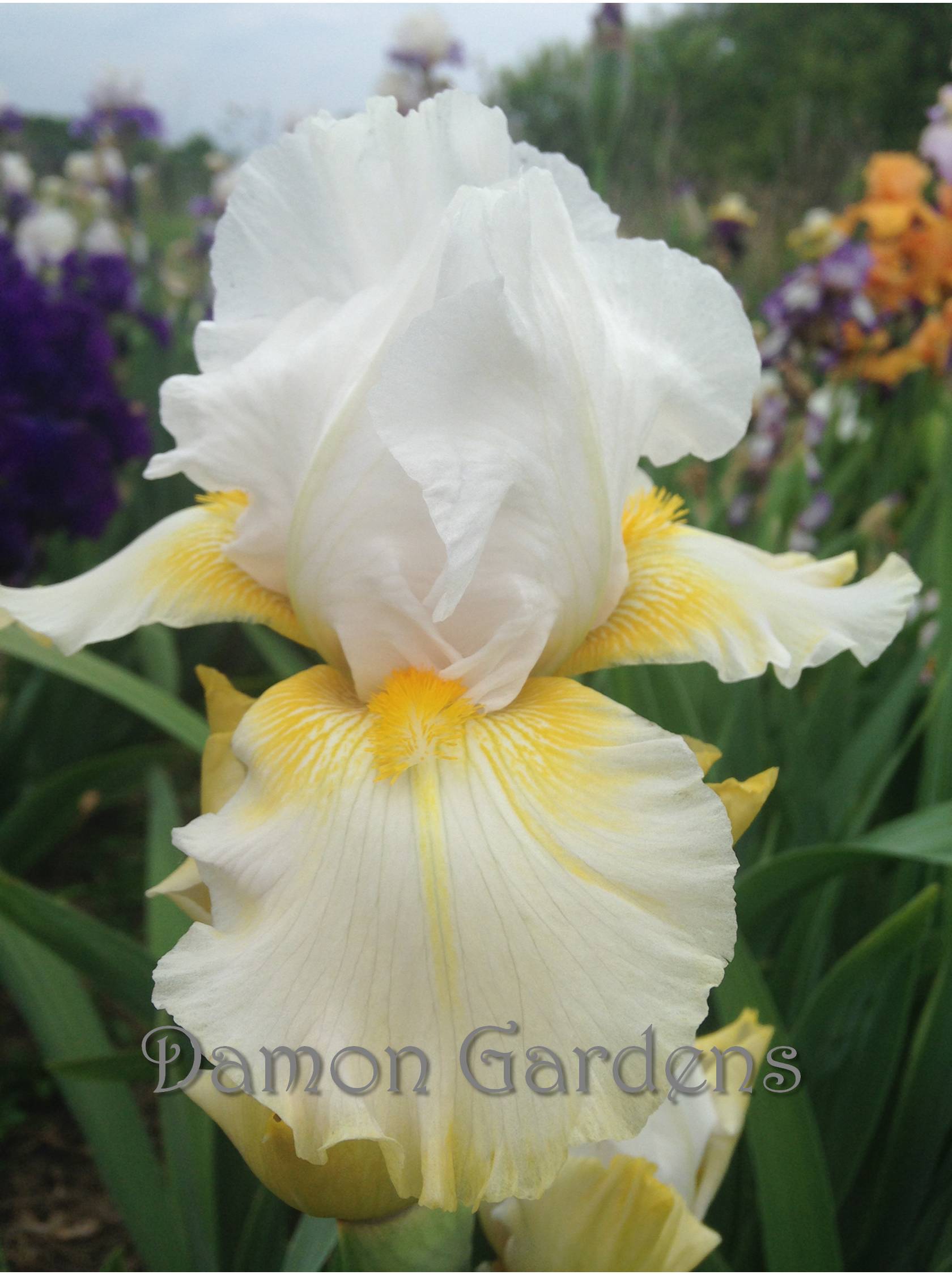 Iris Ermine Crown